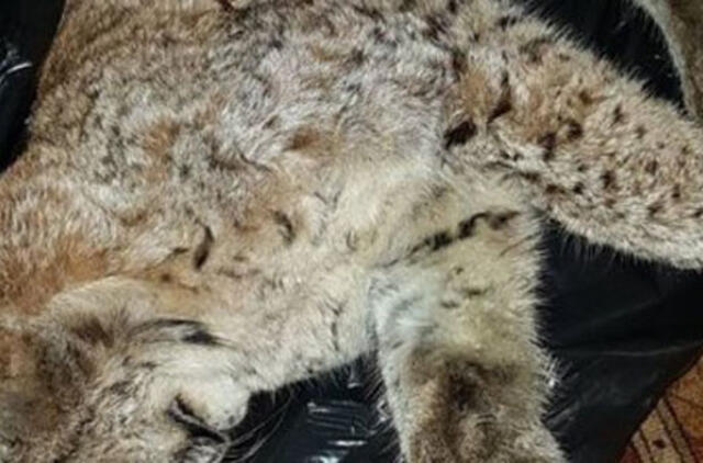 Neteisėta lūšių medžioklė baigėsi teismu