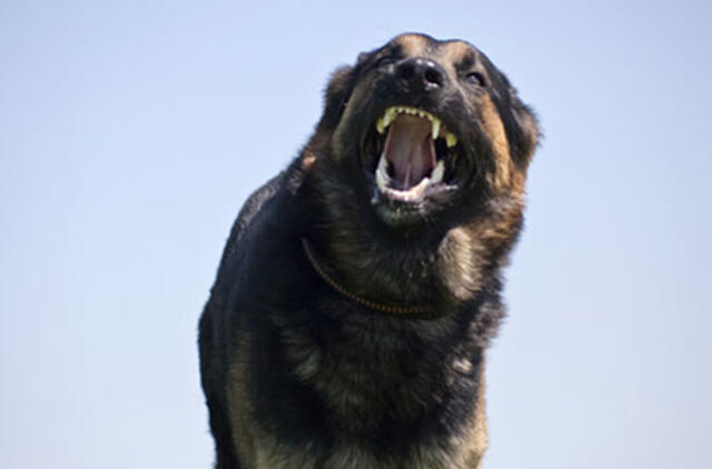 Vilniuje šuo sužalojo du žmones ir buvo nušautas