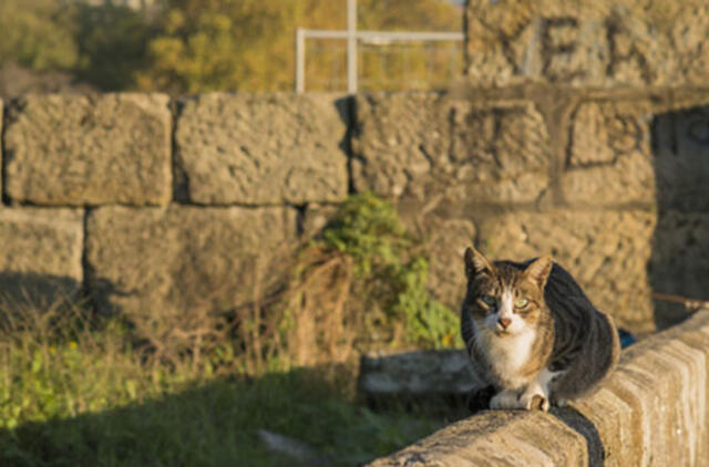 Vokietija: katinas namo sugrįžo po 18 metų