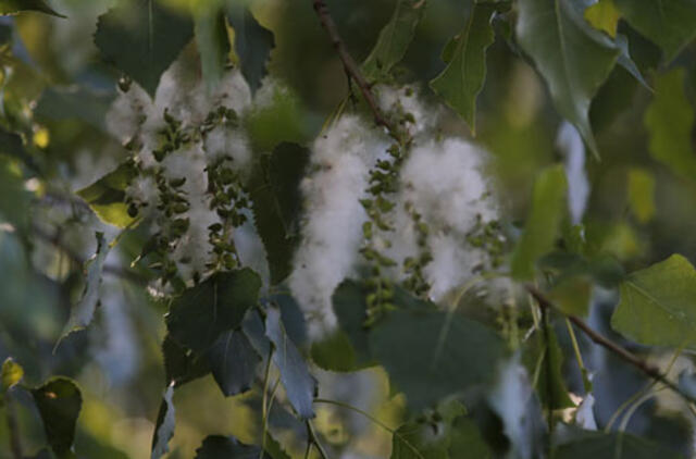 Dėl erzinančių pūkų visų tuopų kirsti nebūtina