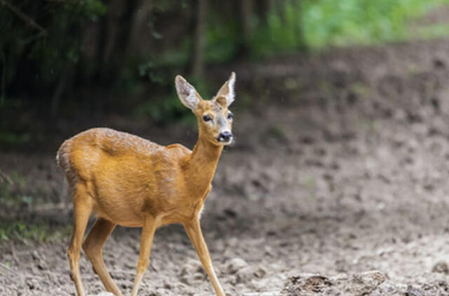 Mieste stirniukas pateko į civilizacijos spąstus: laukinį gyvūną teko traukti iš šulinio 