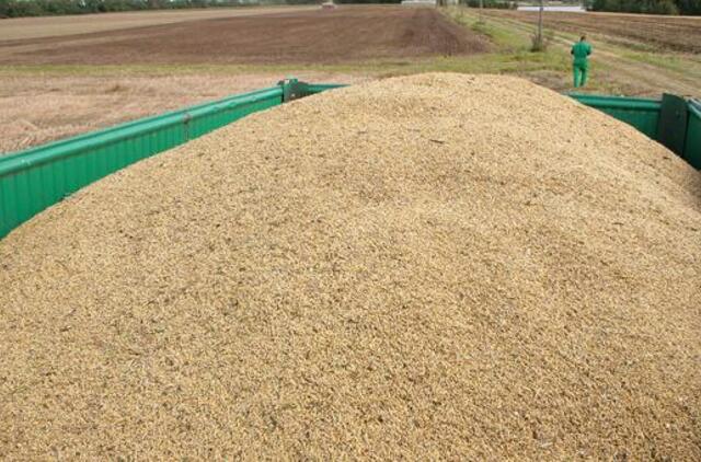 Lietuviškus grūdus nuo šiol bus galima parduoti ir Bangladeše