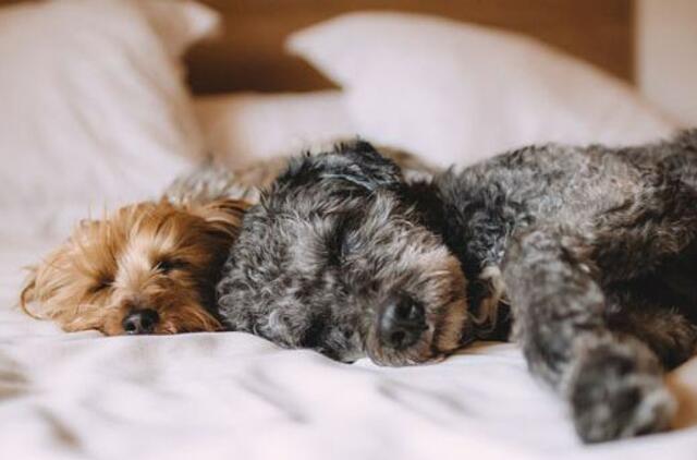 Kinologų draugija nepritaria iniciatyvai bausti gyvūnų šeimininkus dėl jų keliamo triukšmo