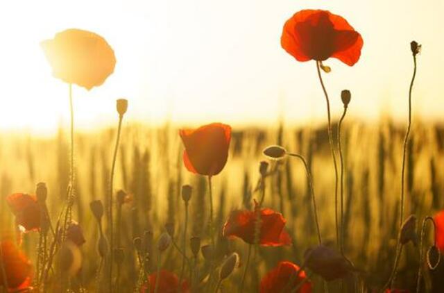 Sekmadienio horoskopas 12-ai zodiako ženklų