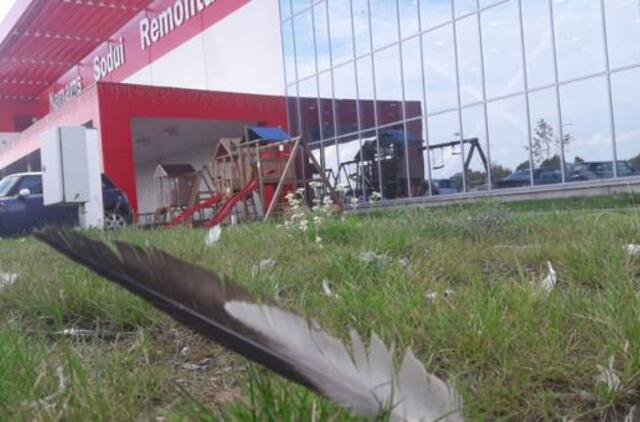 Migruojančių paukščių žūtys - Klaipėdos problema