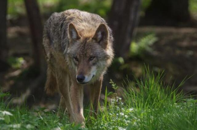 Pjaunami gyvuliai - vilkai moko savo vaikus medžioti