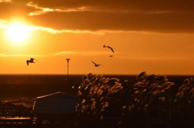 Nemokamos mankštos Nidoje