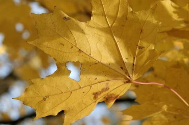 Penktadienio horoskopas 12-ai zodiako ženklų