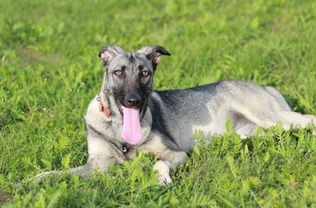 Šiandien namų ieško: Brita