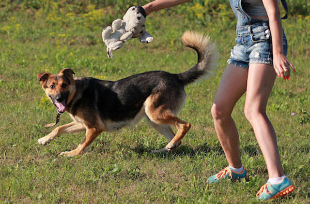 Šiandien namų ieško: Palma