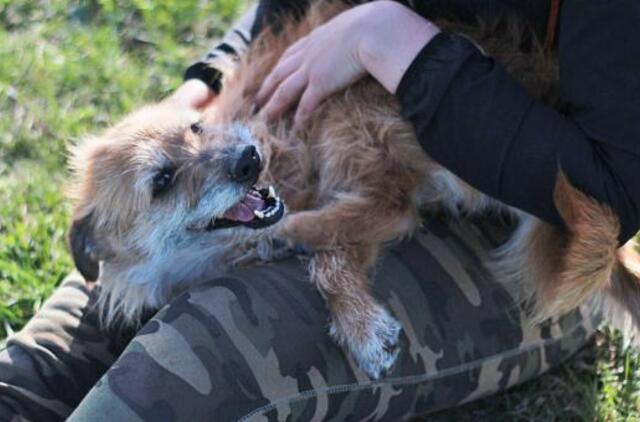 Šiandien namų ieško: Tora