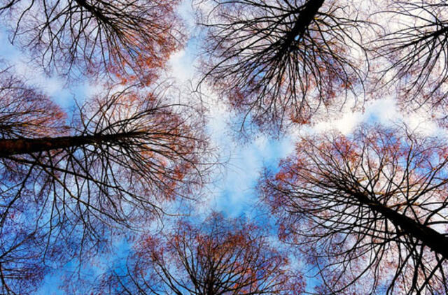 Trečiadienio horoskopas 12-ai zodiako ženklų