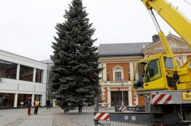 Kalėdų eglė atkeliavo į Teatro aikštę