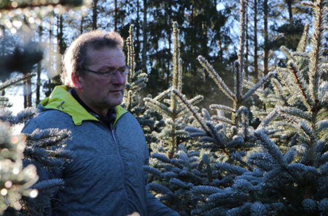 Miškininkai svarsto kalėdinių eglučių nuomos galimybę