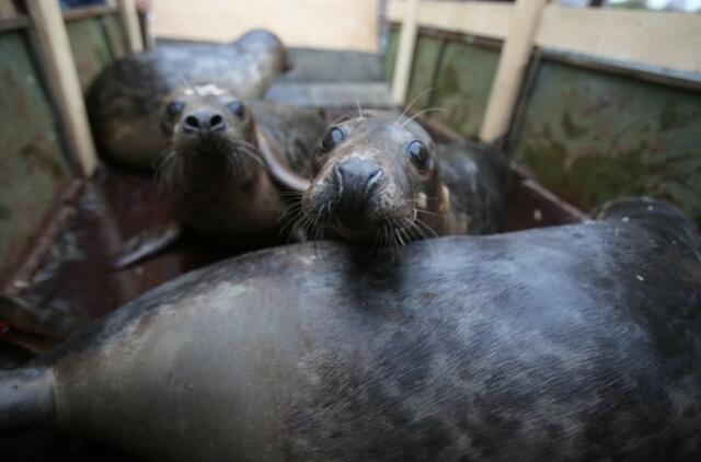 Sustiprėję ruoniai paleisti į Baltijos jūrą