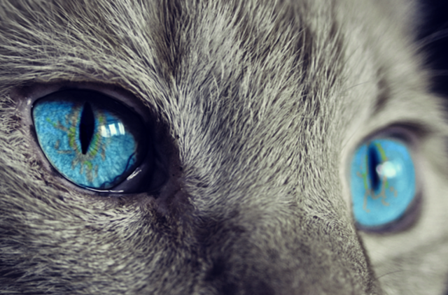 Sekmadienio horoskopas 12-ai zodiako ženklų