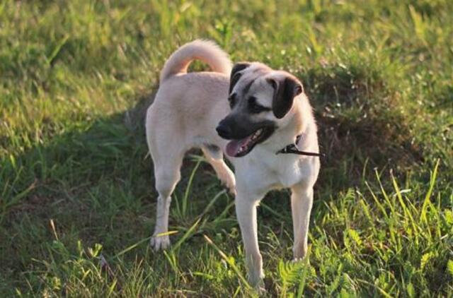 Šiandien namų ieško: Baronas