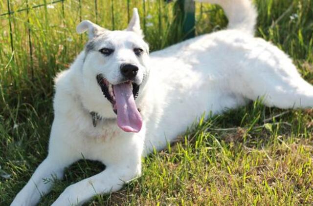 Šiandien namų ieško: Boltas