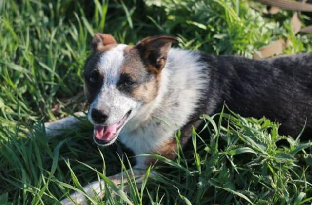 Šiandien namų ieško: Laki