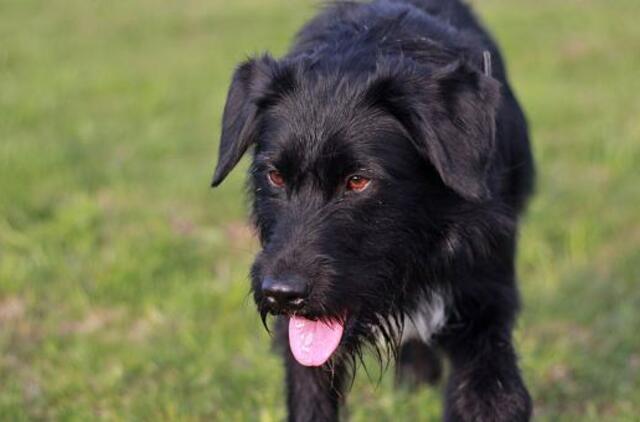 Šiandien namų ieško: Mambo