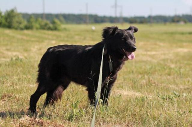 Šiandien namų ieško: Mauglis