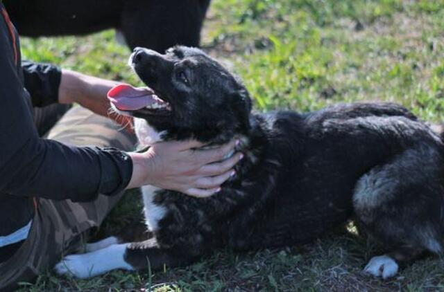 Šiandien namų ieško: Nora
