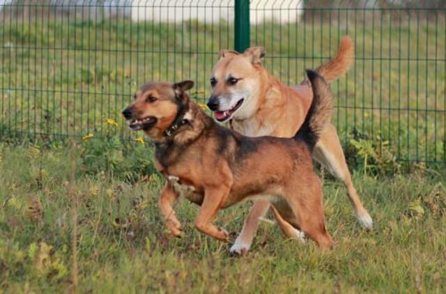 Šiandien namų ieško: Raita ir Dobis