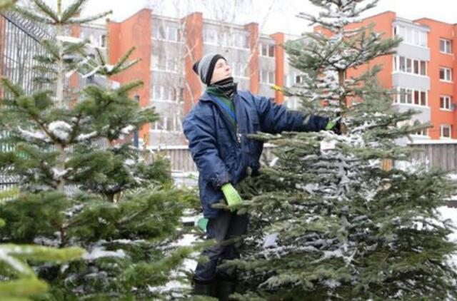 Eglučių pardavėjai pastebėjo naują tendenciją