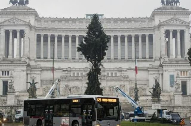 Italai ir vėl nepatenkinti Kalėdų egle Romos centre