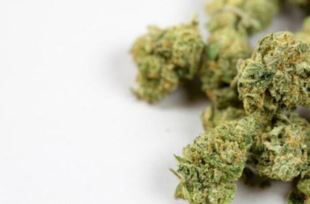 Moksleivio kuprinėje - 17 lankstinukų ir smulkintuvas