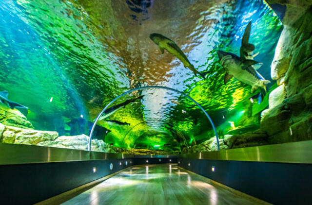 Jūrų muziejuje - rekordinis lankytojų skaičius