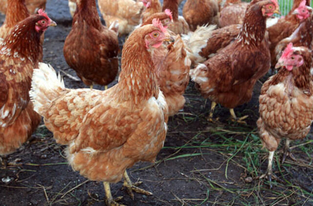 Kuo skiriasi laisvėje, ant kraiko ir narvuose laikomų vištų kiaušiniai?