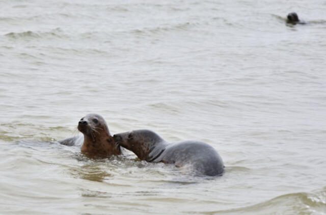 Kas laimės menkių ir ruonių karą?