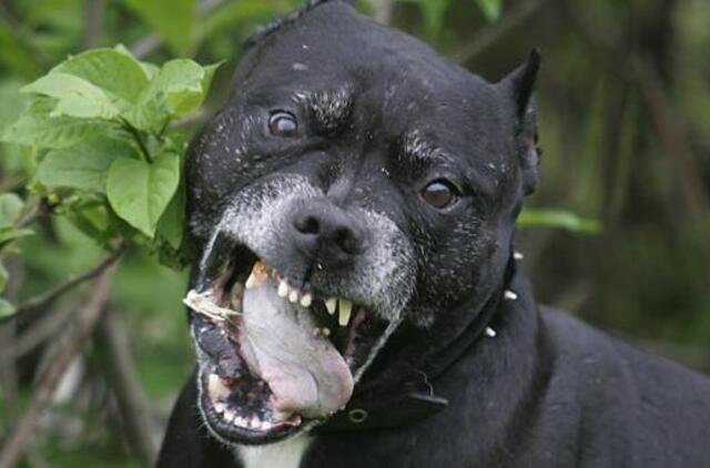 Laiptinės gyventojus gąsdina šuo