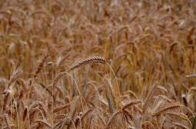 Lietuviški kviečiai bus eksportuojami į Kiniją