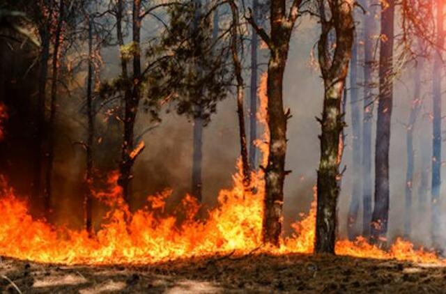 Netoli Dovilų degė miškas