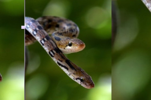 Kasdien nuodingos gyvatės sugelia 7 400 žmonių