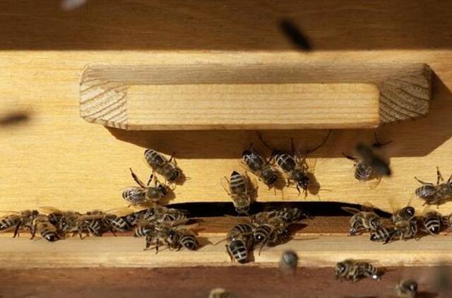 Kretingos rajone įsisuko avilių vagys