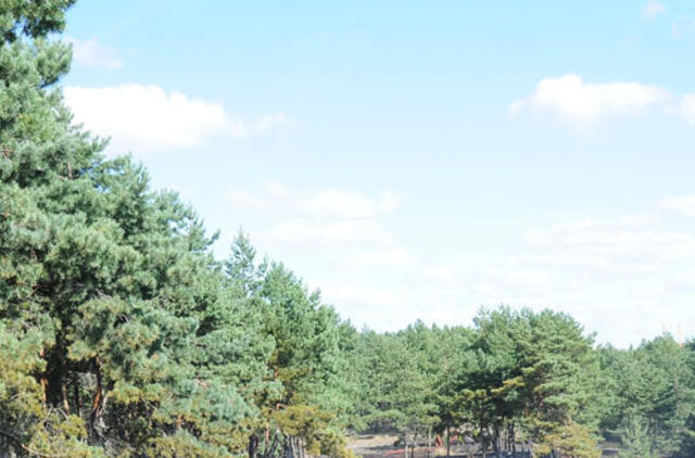 Smiltynėje bus naikinami miško kenkėjai