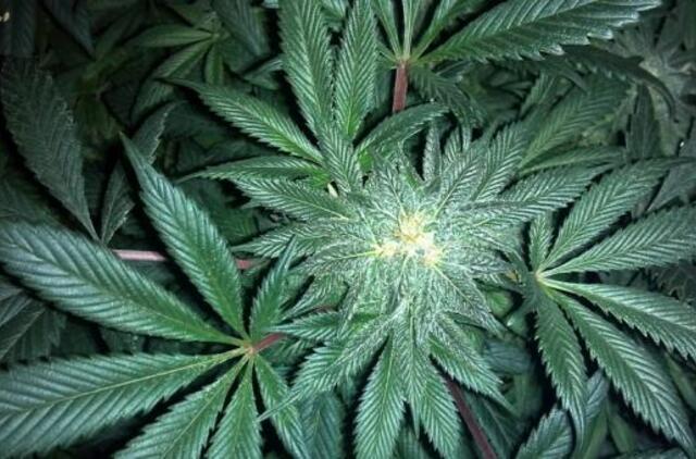 Kodėl buvo uždraustas vienas svarbiausių augalų žmonijos istorijoje ir kas pasikeistų pasaulyje, jei draudimas pranyktų?