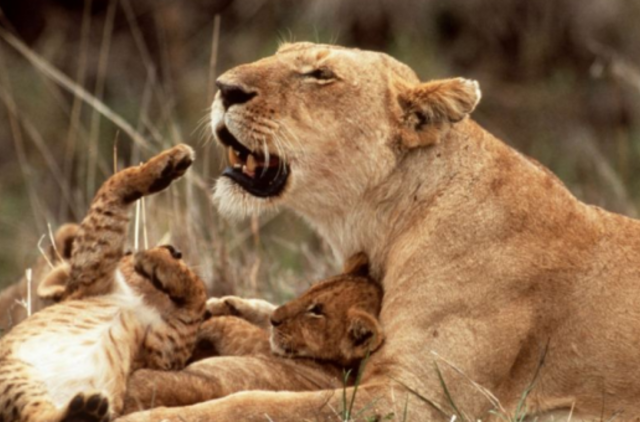 PAR iš draustinio pabėgo 14 liūtų būrys