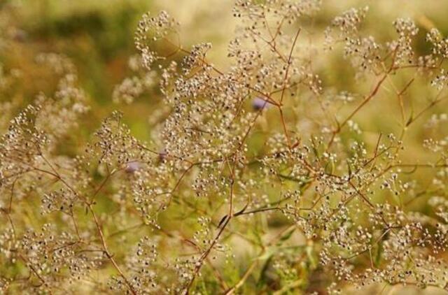 Anksčiau grasino baudomis, dabar kviečia skinti