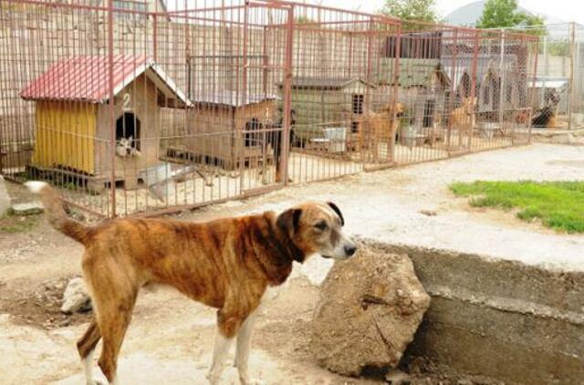 Beglobiais gyvūnais rūpinsis dvi įstaigos