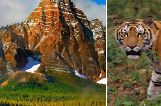 Indijoje kaimiečiai užmušė žmones užpuolusią tigrę