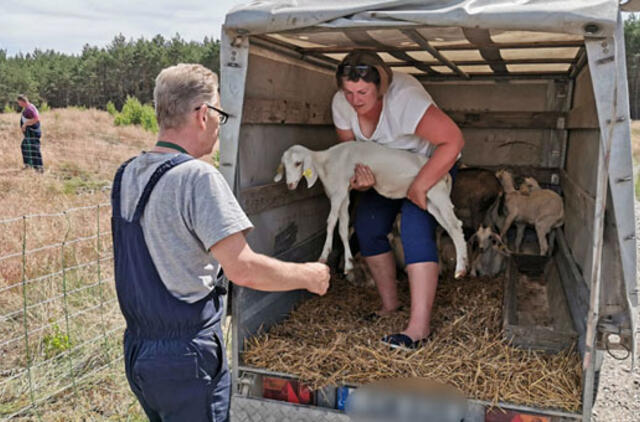 Kuršių nerijoje atžalas ir krūmynus geni ožkos