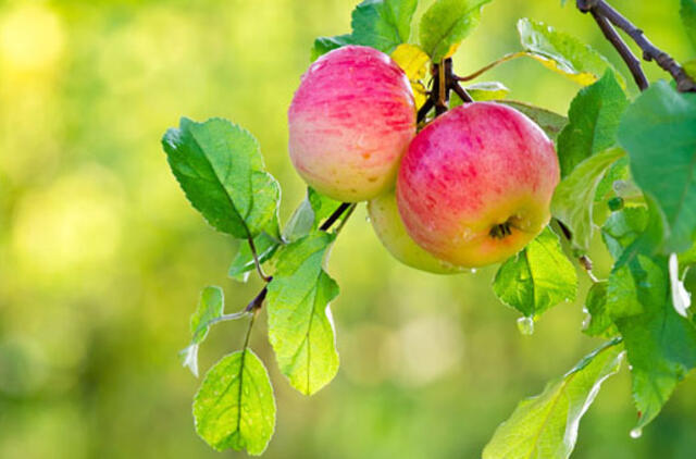 Obuolių augintojai planuoja nedidelį derlių