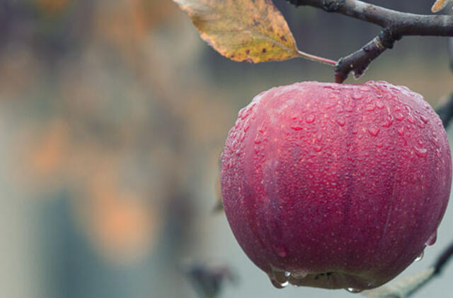 Agnė Valaitytė. Eilėraščiai
