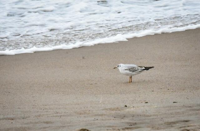 Audringa Baltijos jūra