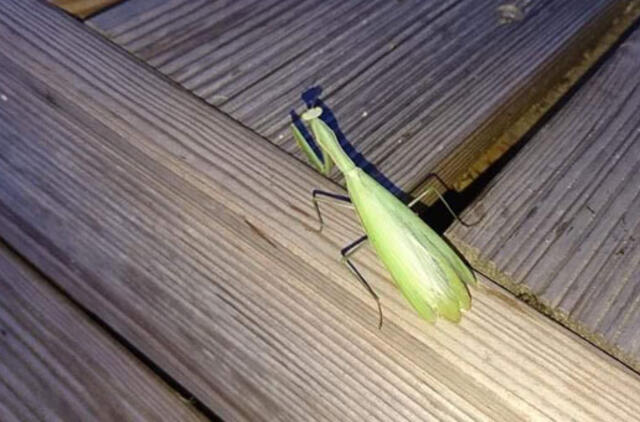 Vabzdys maldininkas - jau Kuršių nerijoje