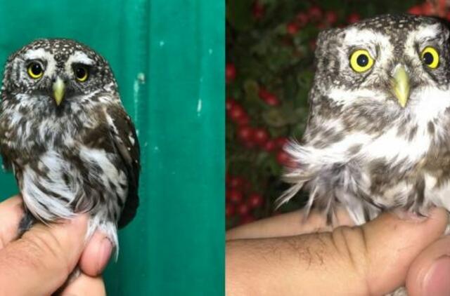 Ventės rage sužieduotas itin retas Lietuvoje paukštis